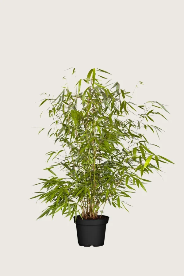 Kjempebambus 'Robusta 80cm Velgrenet | Plantinavia