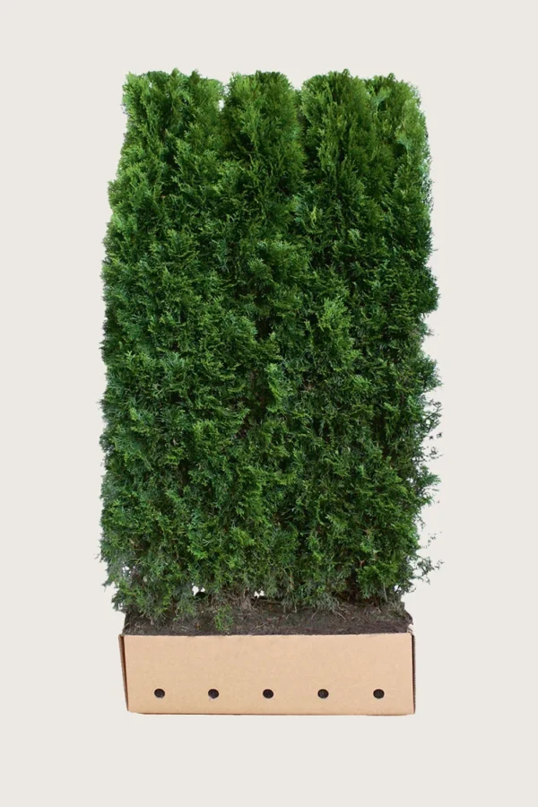 Kjempetuja 200cm Velgrenet | Plantinavia