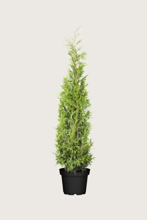 Kjempetuja 125cm Grenet | Plantinavia