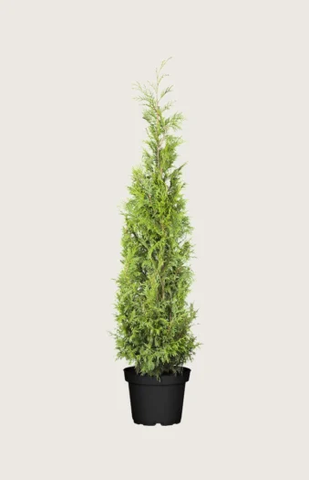 Kjempetuja 150cm Grenet | Plantinavia