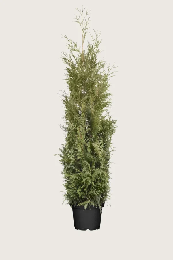 Kjempetuja 225cm Grenet | Plantinavia