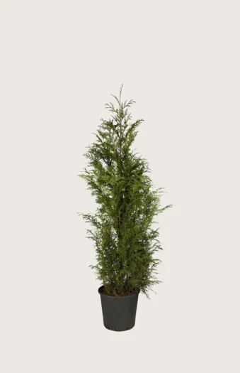 Kjempetuja 80cm Grenet | Plantinavia