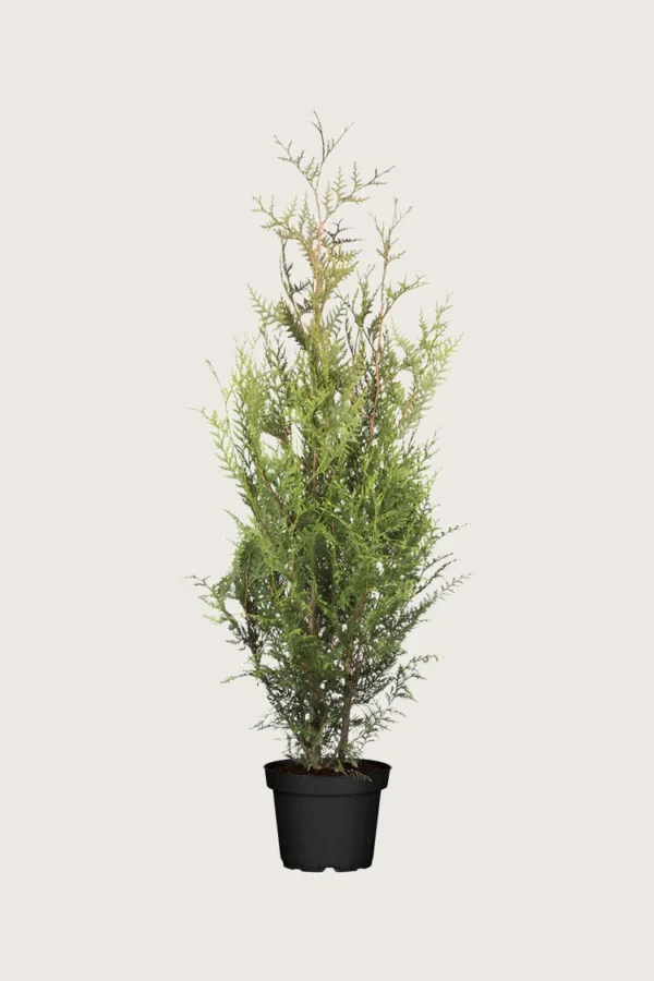 Kjempetuja 100cm Outlet | Plantinavia
