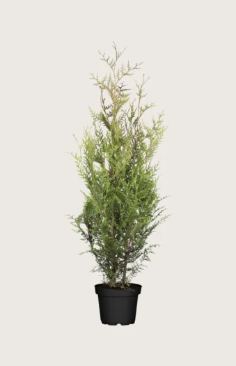 Kjempetuja 125cm Outlet | Plantinavia