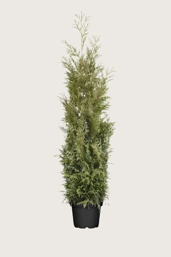Kjempetuja 250cm Outlet | Plantinavia