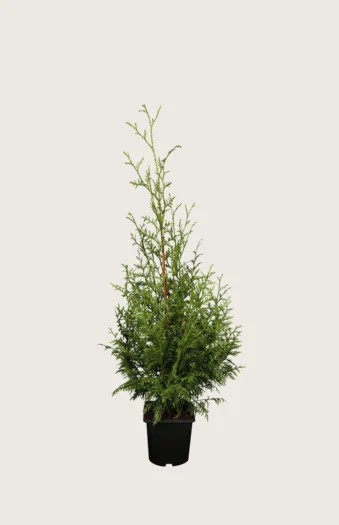 Kjempetuja 80cm Outlet | Plantinavia