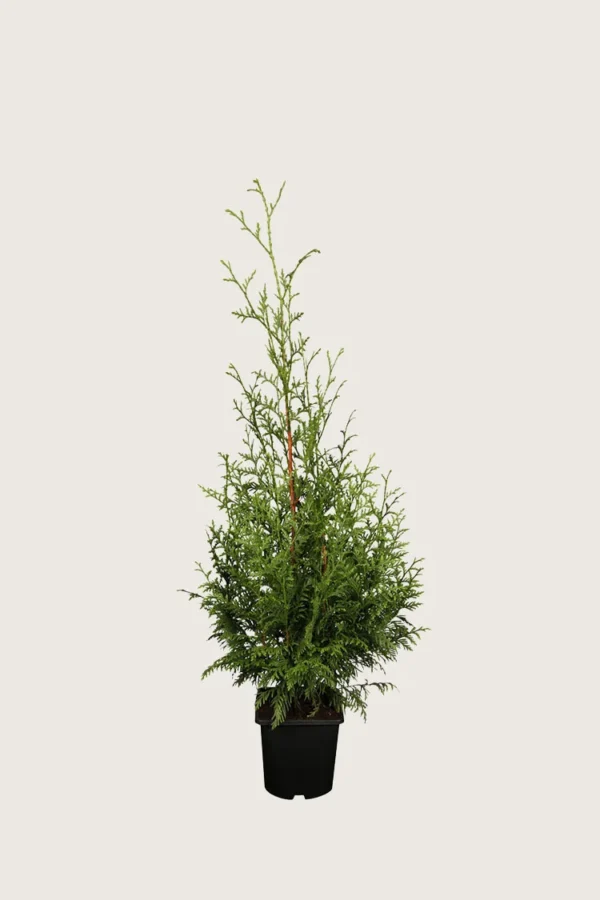 Kjempetuja 80cm Outlet | Plantinavia