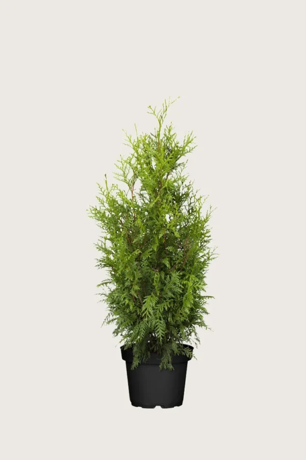 Kjempetuja 60cm Velgrenet | Plantinavia