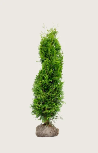 Kjempetuja 100cm Grenet | Plantinavia