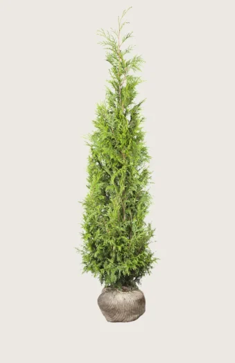 Kjempetuja 300cm Grenet | Plantinavia