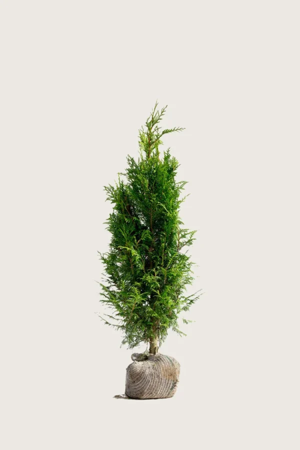 Kjempetuja 40cm Grenet | Plantinavia