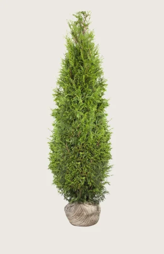 Kjempetuja 400cm Velgrenet | Plantinavia