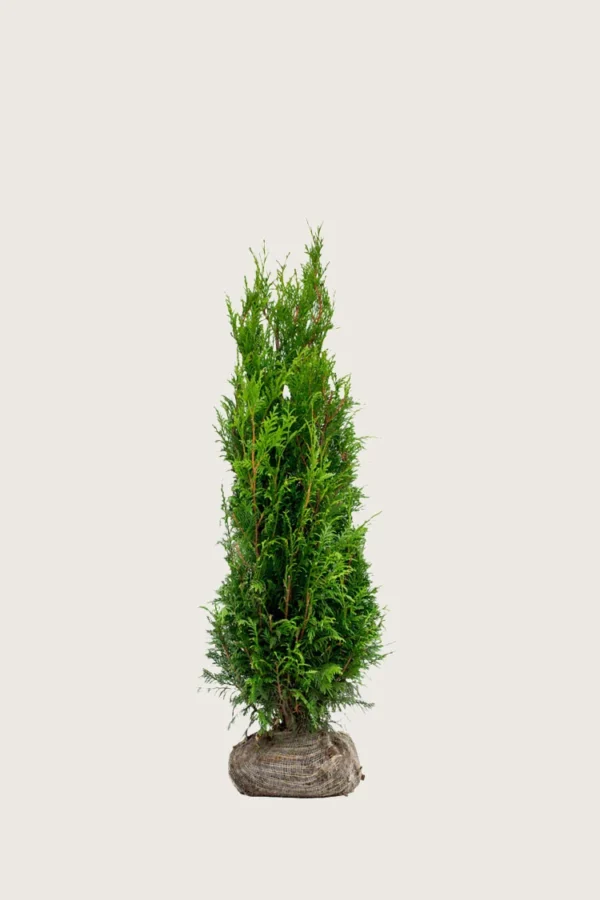 Kjempetuja 60cm Velgrenet | Plantinavia
