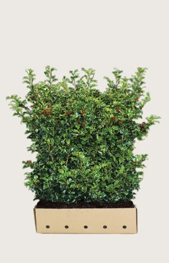 Kristtorn Heckenfee 120cm Velgrenet | Plantinavia