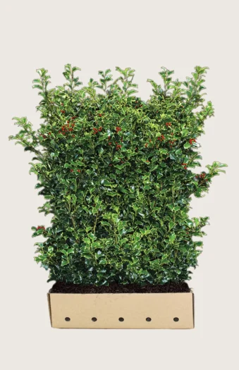 Kristtorn Heckenfee 150cm Velgrenet | Plantinavia