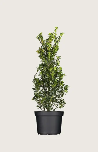Kristtorn Heckenfee 100cm Grenet | Plantinavia