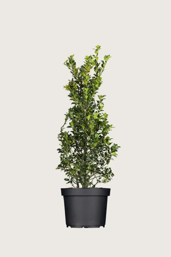 Kristtorn Heckenfee 150cm Grenet | Plantinavia