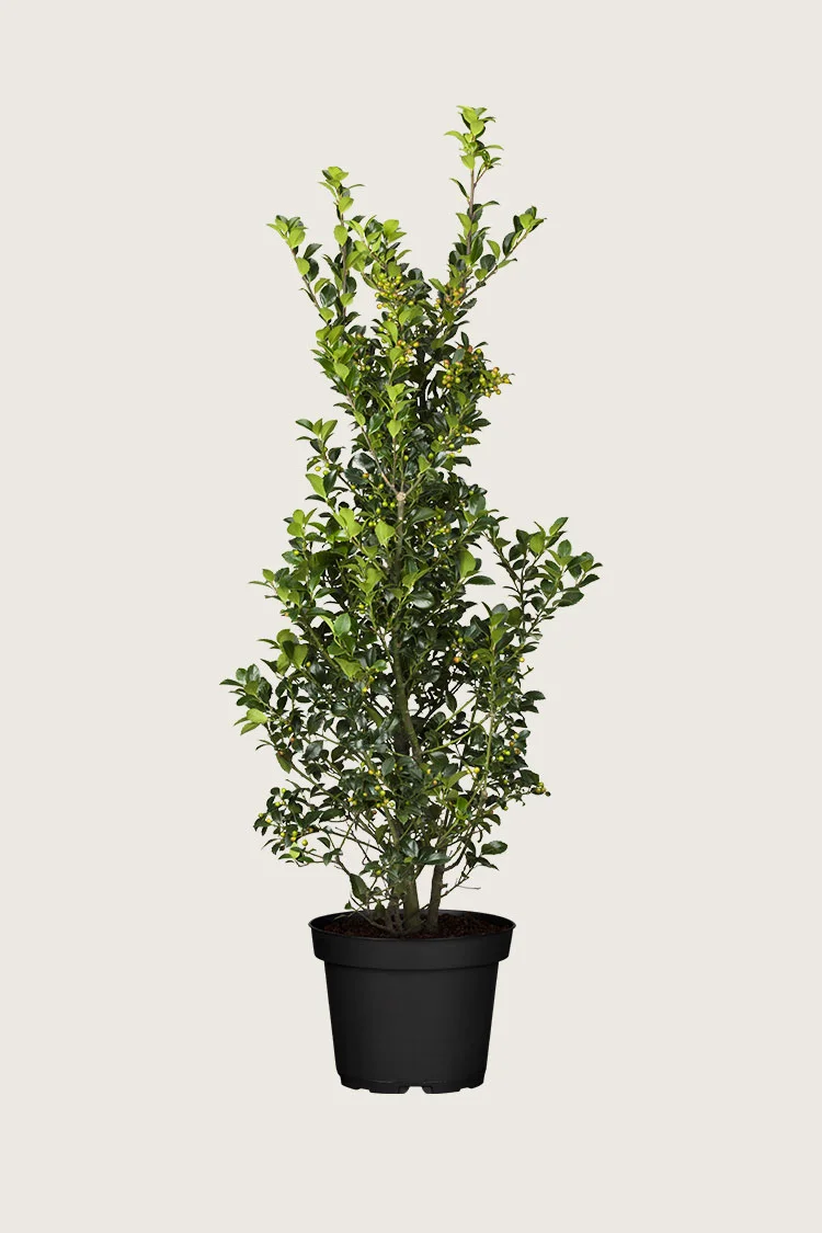 Kristtorn Heckenfee 200cm Grenet | Plantinavia
