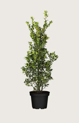 Kristtorn Heckenfee 225cm Grenet | Plantinavia