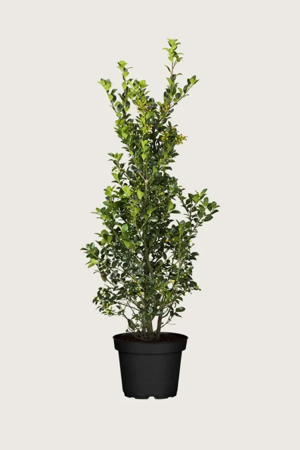 Kristtorn Heckenfee 250cm Grenet | Plantinavia