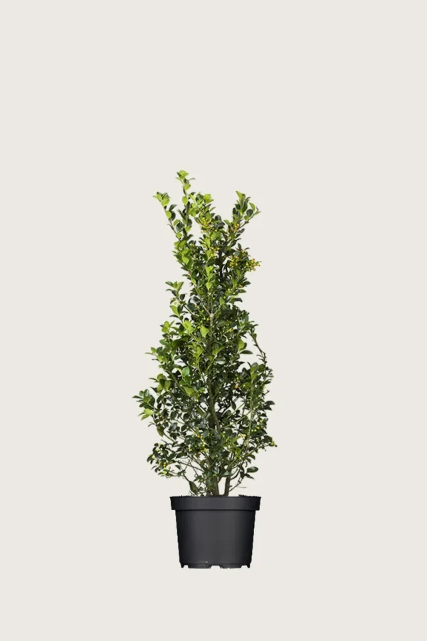 Kristtorn Heckenfee 40cm Grenet | Plantinavia
