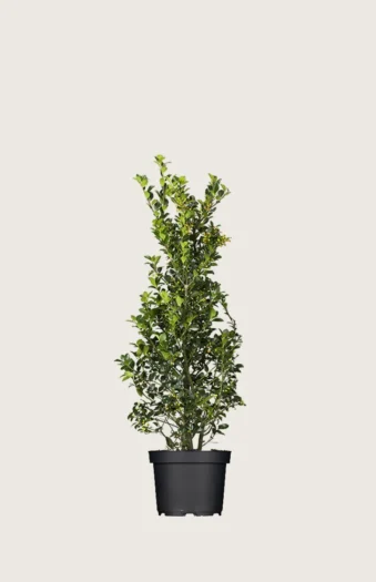 Kristtorn Heckenfee 80cm Grenet | Plantinavia