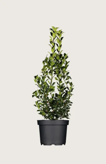 Kristtorn Heckenfee 125cm Outlet | Plantinavia