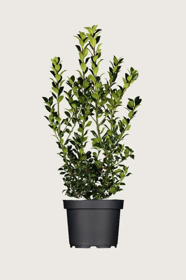 Kristtorn Heckenfee 200cm Outlet | Plantinavia