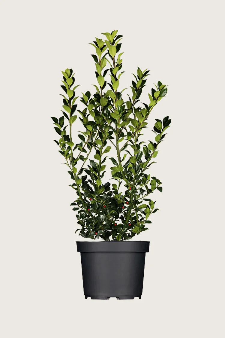 Kristtorn Heckenfee 200cm Outlet | Plantinavia