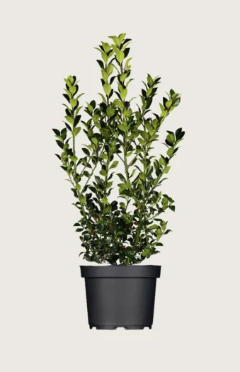 Kristtorn Heckenfee 225cm Outlet | Plantinavia