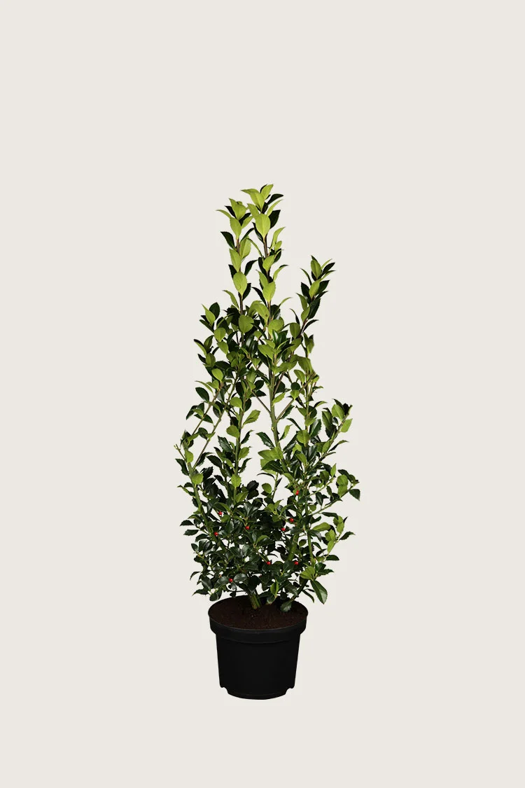 Kristtorn Heckenfee 40cm Outlet | Plantinavia
