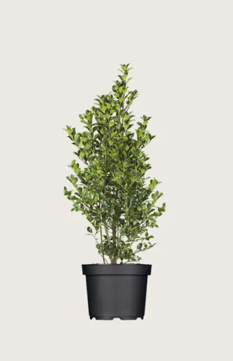 Kristtorn Heckenfee 150cm Velgrenet | Plantinavia
