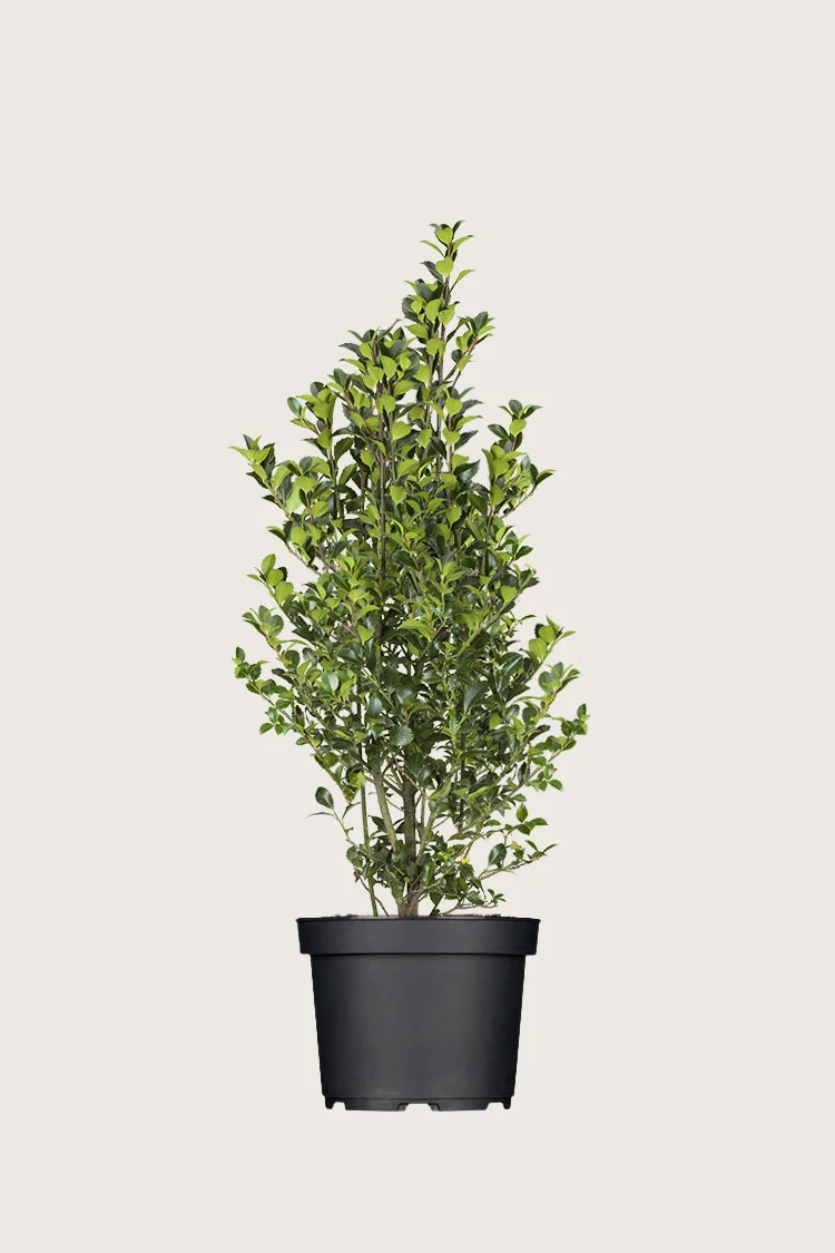 Kristtorn Heckenfee 150cm Velgrenet | Plantinavia