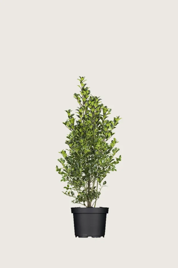 Kristtorn Heckenfee 80cm Velgrenet | Plantinavia