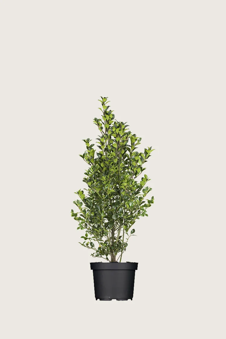 Kristtorn Heckenfee 80cm Velgrenet | Plantinavia