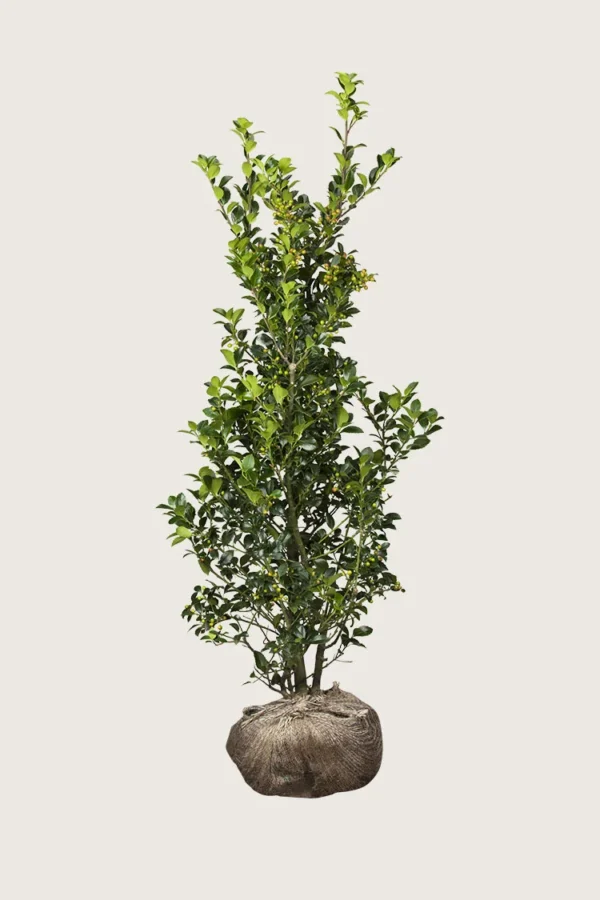Kristtorn Heckenfee 200cm Grenet | Plantinavia
