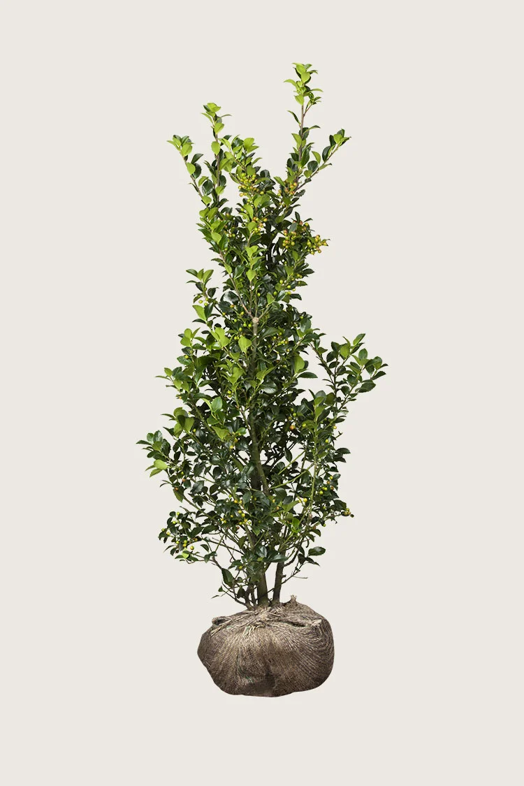 Kristtorn Heckenfee 200cm Grenet | Plantinavia