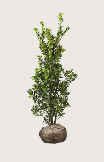 Kristtorn Heckenfee 350cm Grenet | Plantinavia