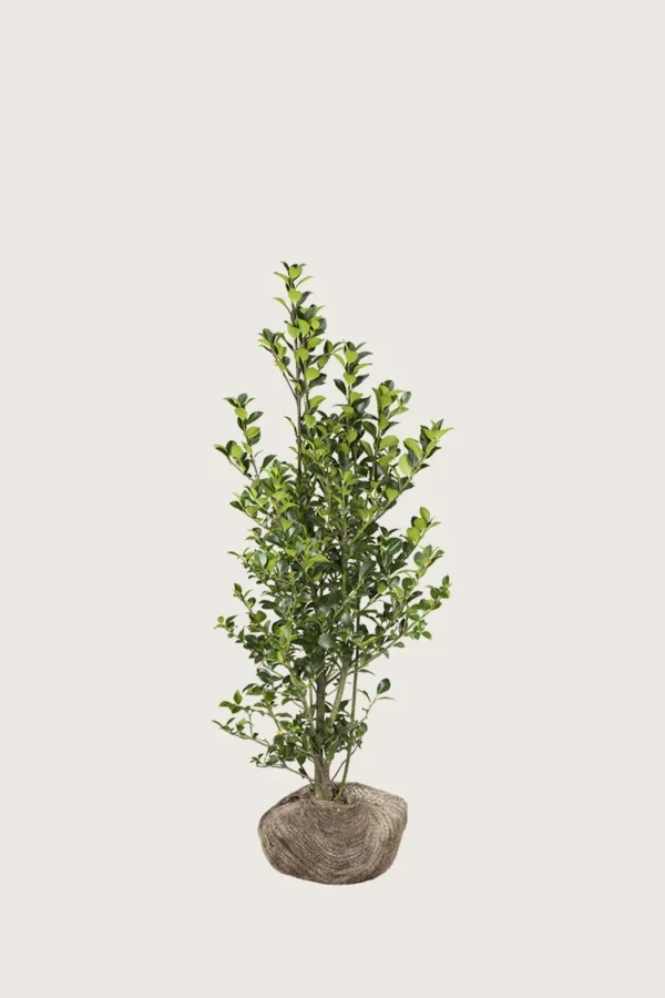 Kristtorn Heckenfee 60cm Grenet | Plantinavia