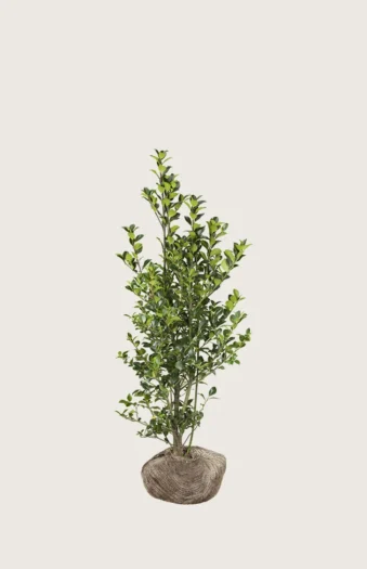 Kristtorn Heckenfee 80cm Grenet | Plantinavia