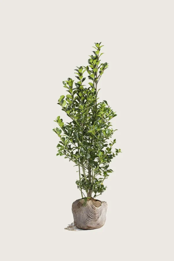 Kristtorn Heckenfee 125cm Outlet | Plantinavia
