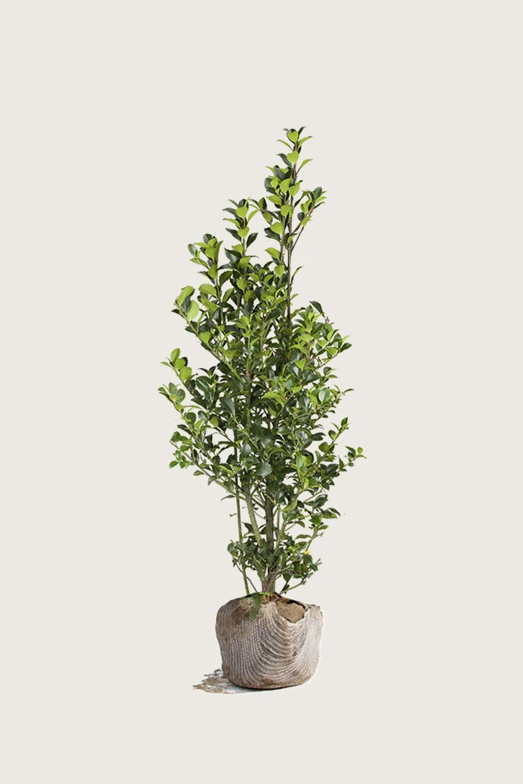 Kristtorn Heckenfee 150cm Outlet | Plantinavia