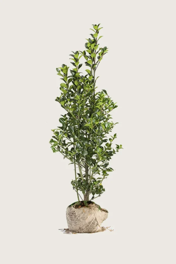 Kristtorn Heckenfee 250cm Outlet | Plantinavia