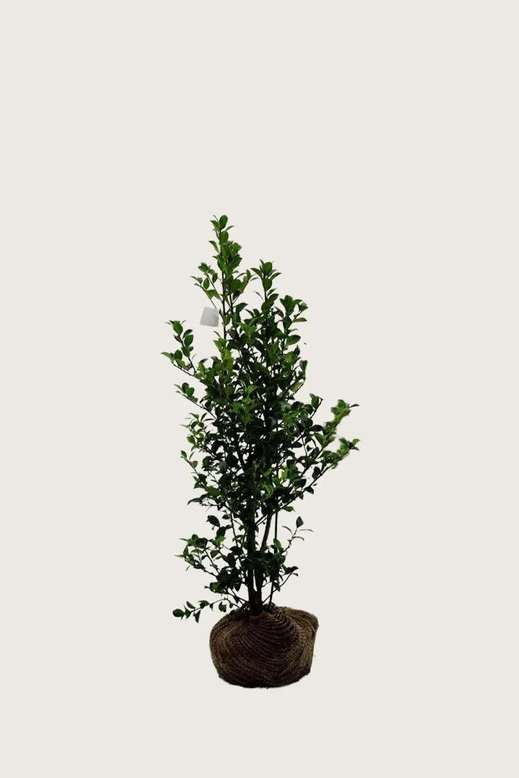 Kristtorn Heckenfee 80cm Outlet | Plantinavia