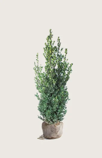 Kristtorn Heckenfee 100cm Velgrenet | Plantinavia