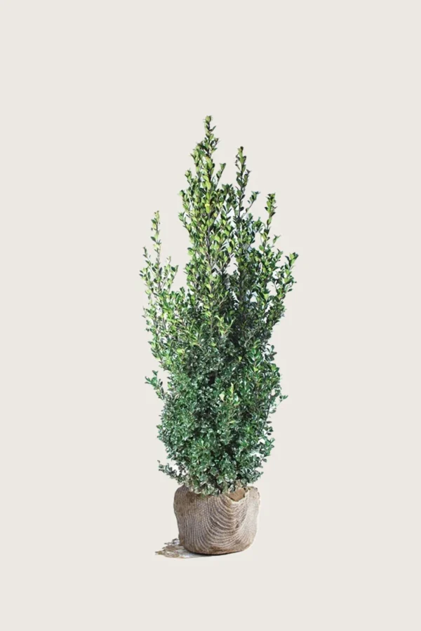 Kristtorn Heckenfee 100cm Velgrenet | Plantinavia