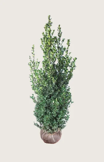 Kristtorn Heckenfee 350cm Velgrenet | Plantinavia
