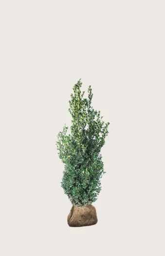 Kristtorn Heckenfee 60cm Velgrenet | Plantinavia