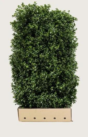 Kristtorn Heckenpracht 200cm Velgrenet | Plantinavia