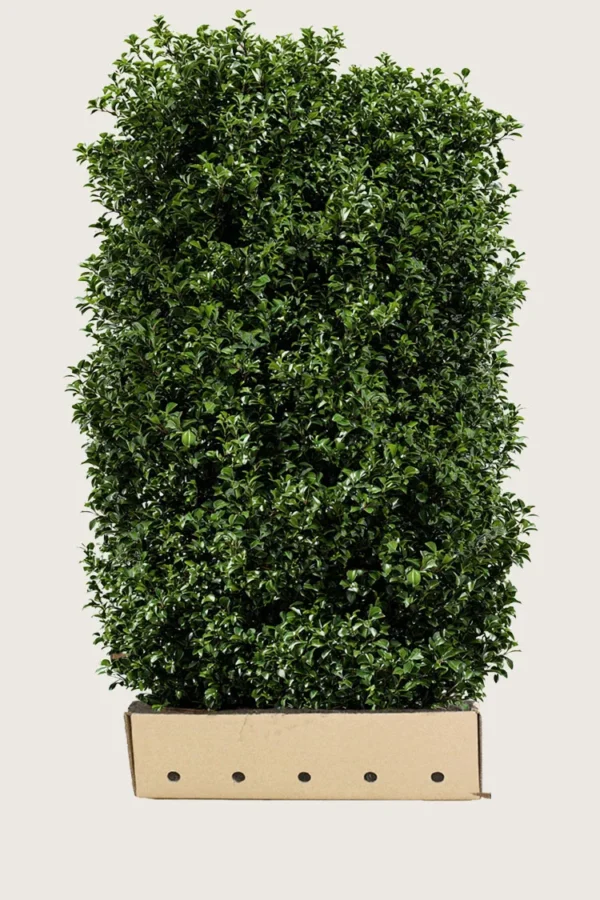 Kristtorn Heckenpracht 200cm Velgrenet | Plantinavia